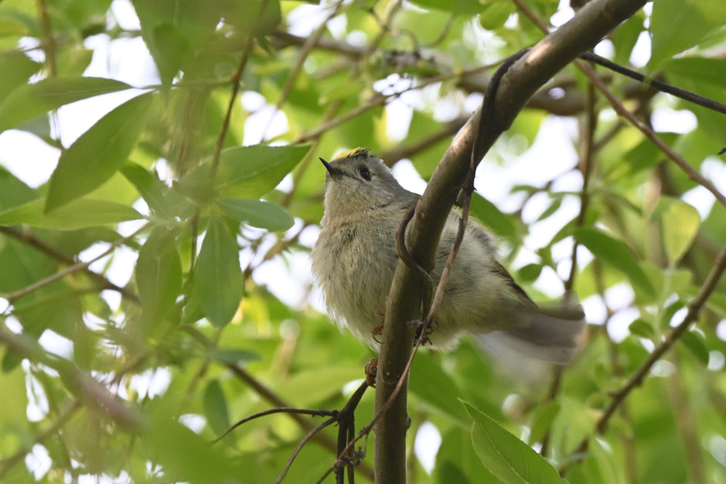 f:id:soremoz:20210416203549j:plain