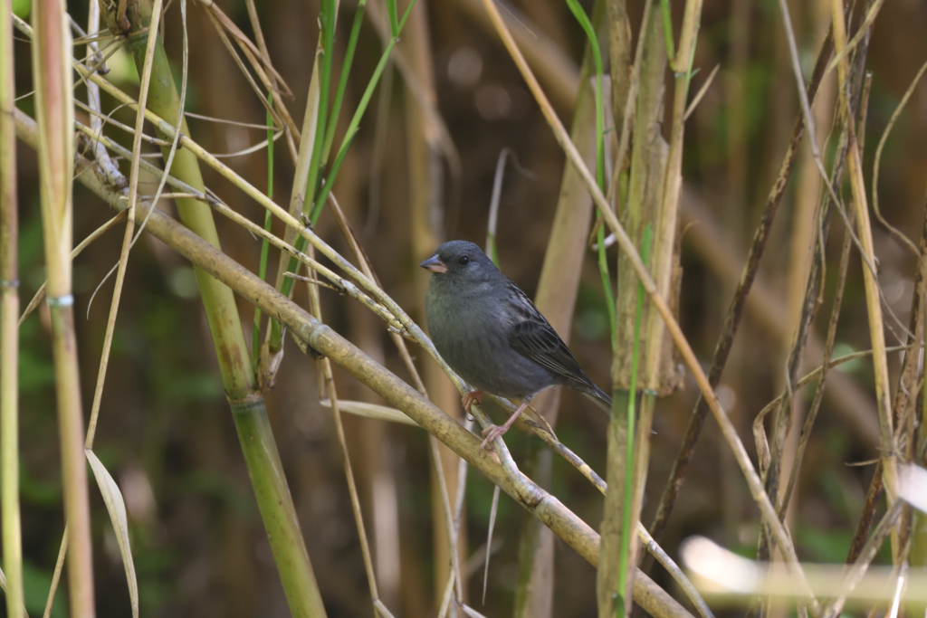 f:id:soremoz:20210416213847j:plain