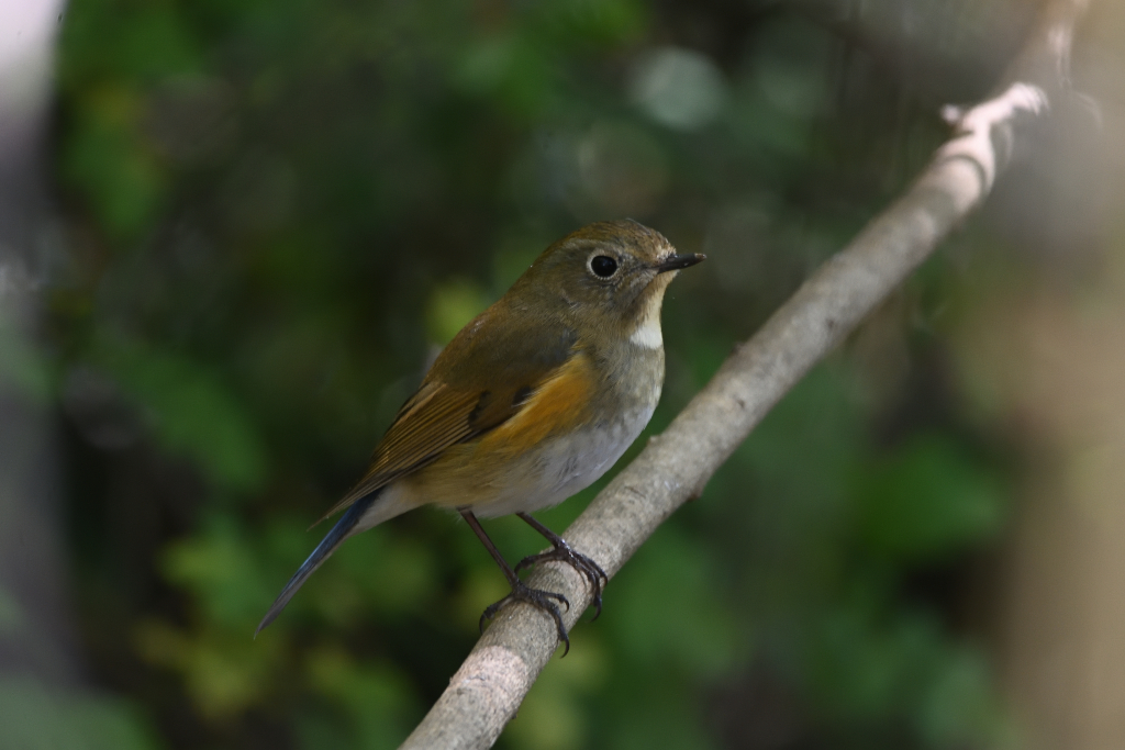 f:id:soremoz:20210416213855j:plain