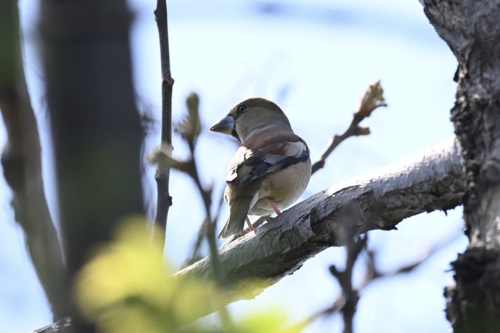 f:id:soremoz:20210417051918j:plain