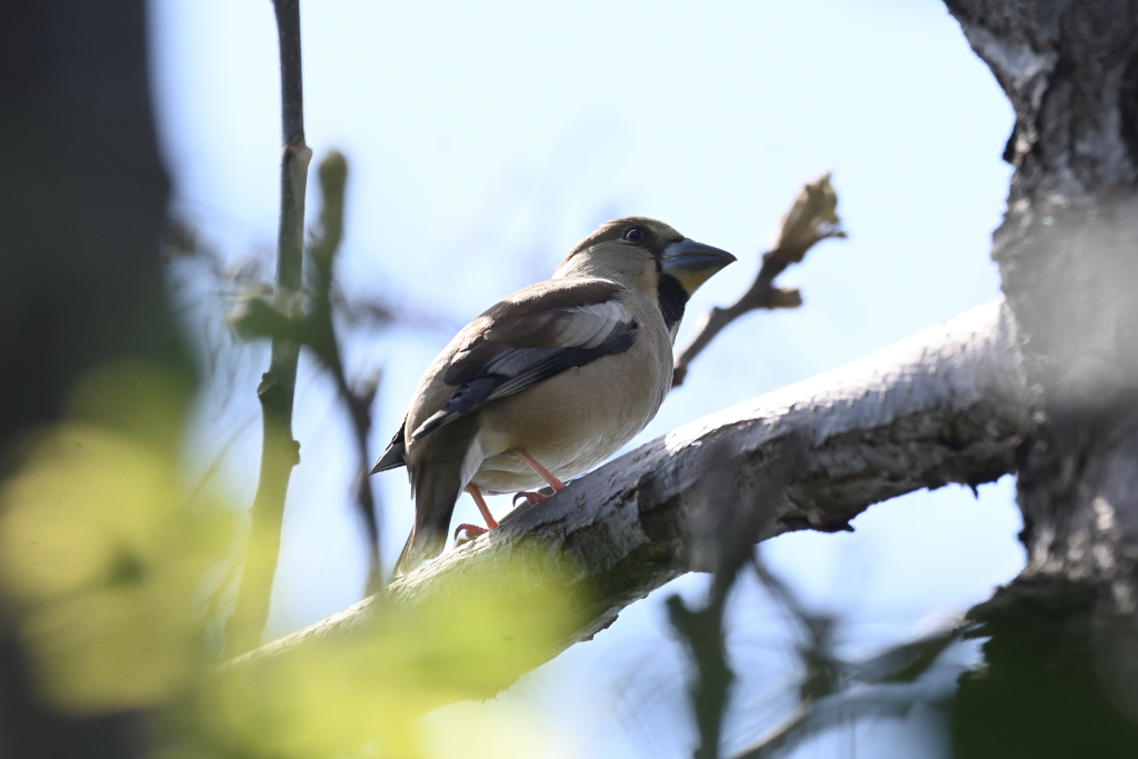 f:id:soremoz:20210417051922j:plain