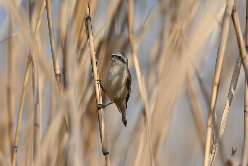 f:id:soremoz:20210417053805j:plain