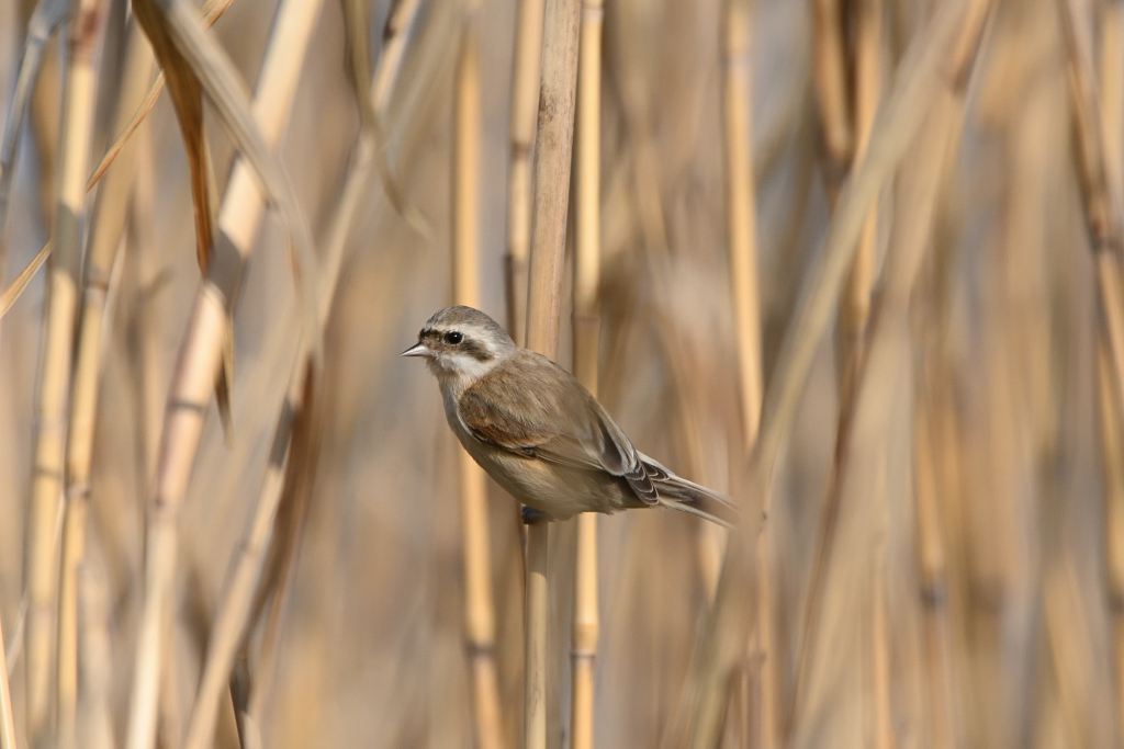 f:id:soremoz:20210417053809j:plain