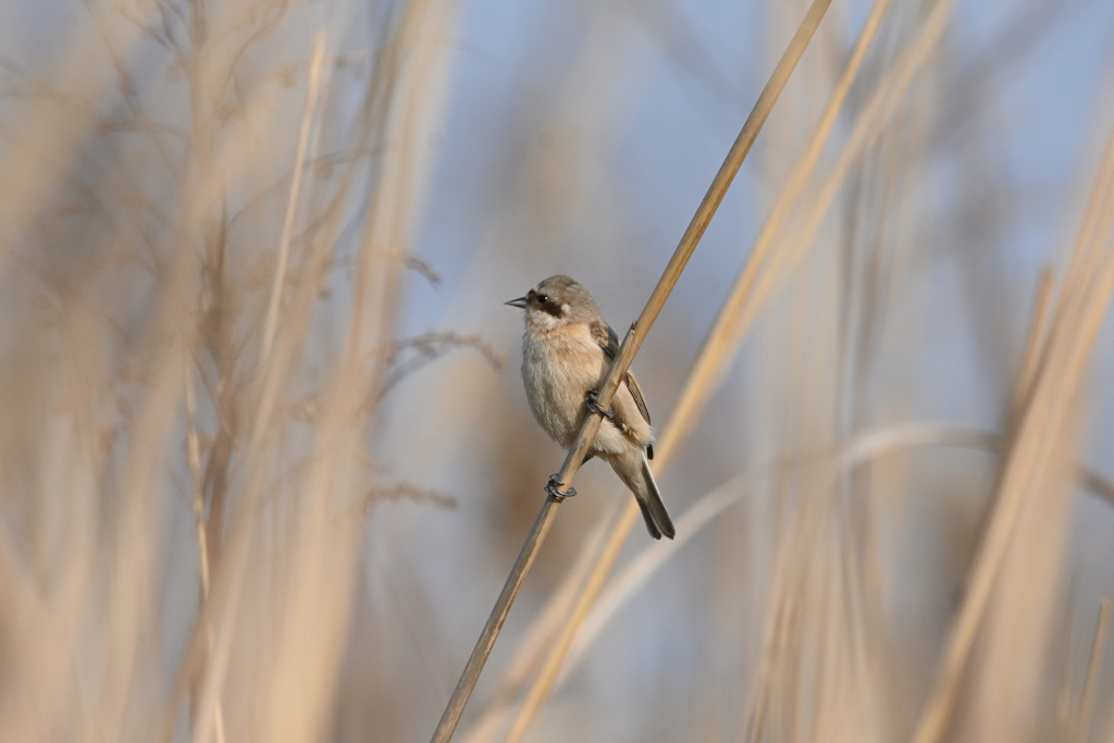 f:id:soremoz:20210417053813j:plain