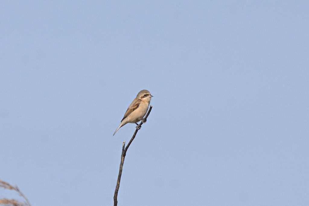 f:id:soremoz:20210417054508j:plain