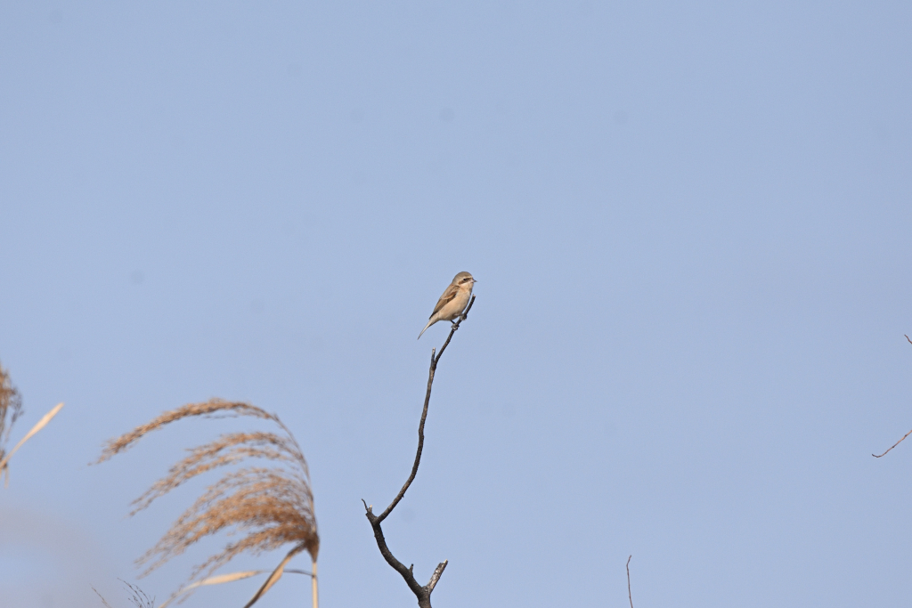 f:id:soremoz:20210417054516j:plain