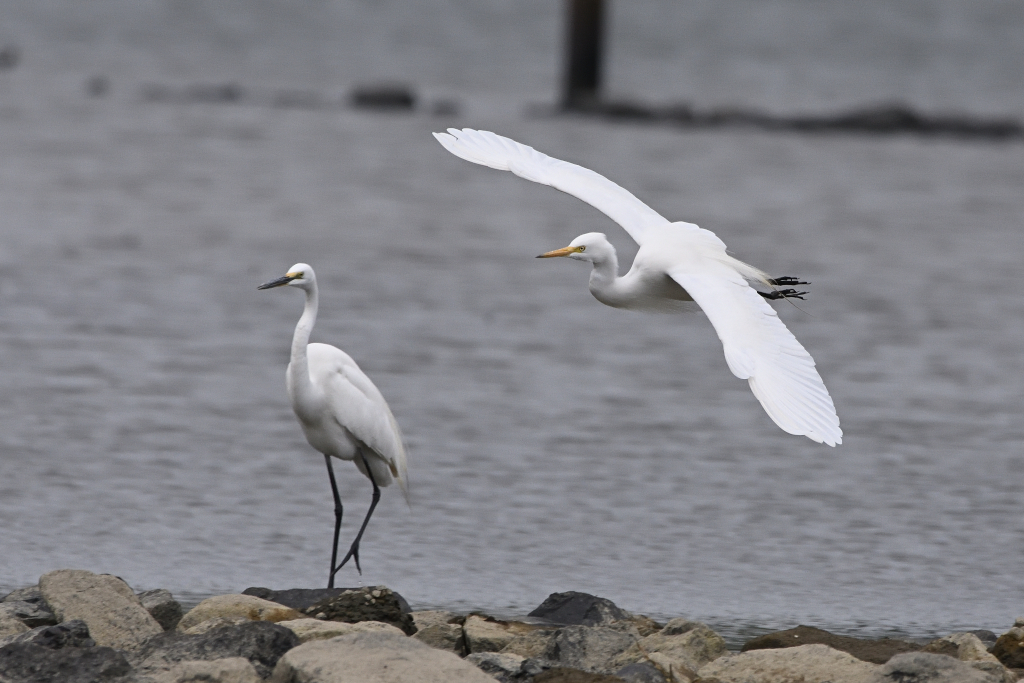 f:id:soremoz:20210417203238j:plain