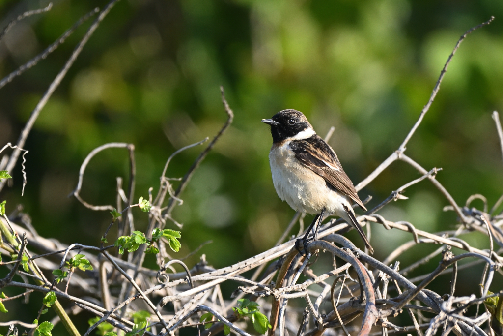 f:id:soremoz:20210417205058j:plain