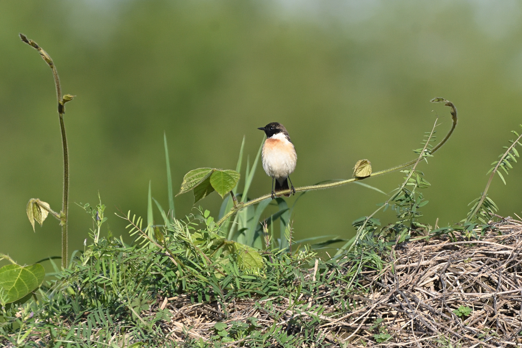 f:id:soremoz:20210417205102j:plain