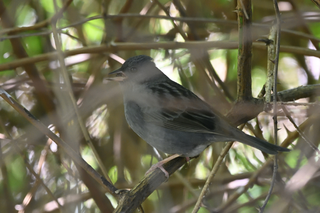 f:id:soremoz:20210417214444j:plain