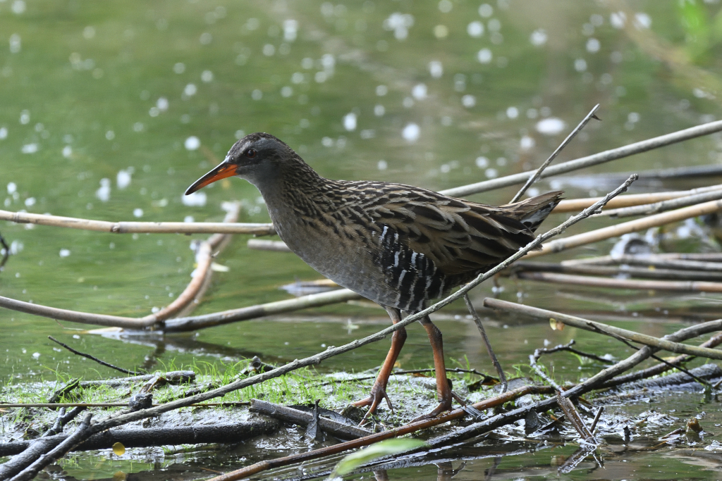 f:id:soremoz:20210417224614j:plain