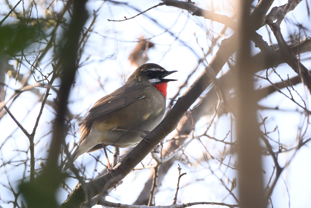 f:id:soremoz:20210421232636j:plain