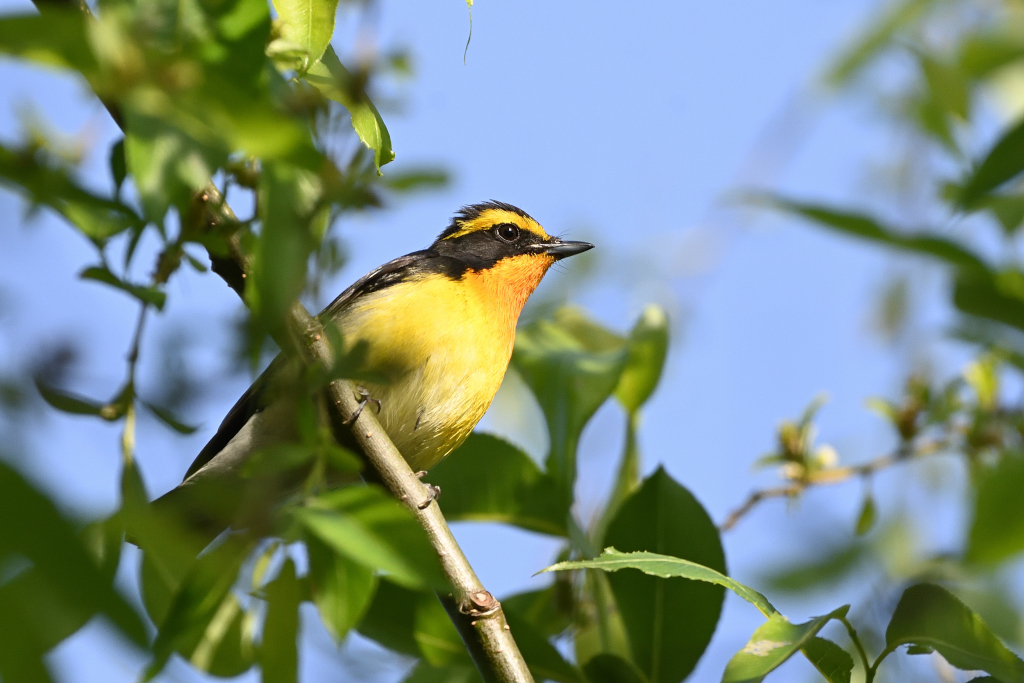 f:id:soremoz:20210421232641j:plain