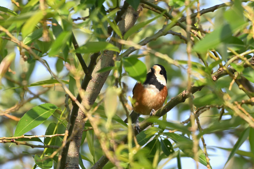 f:id:soremoz:20210421232645j:plain