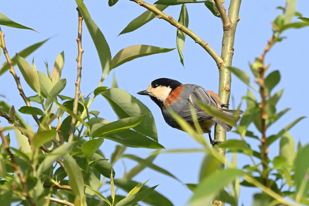 f:id:soremoz:20210421232938j:plain