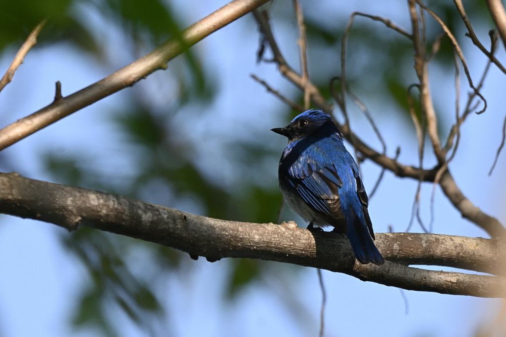 f:id:soremoz:20210421232944j:plain