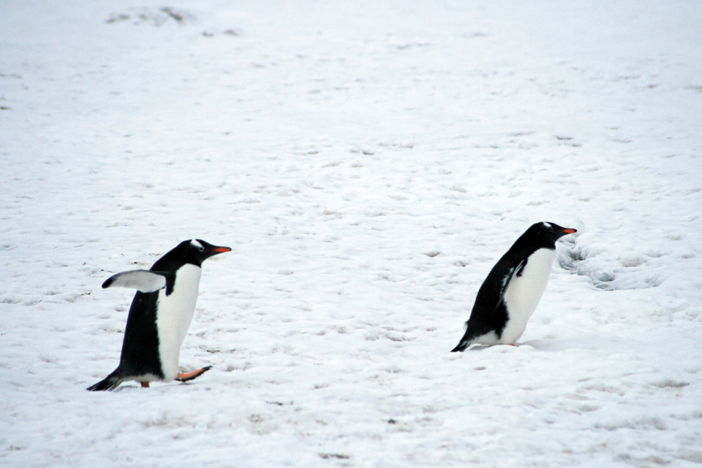 f:id:sos_jp:20170120000616j:plain