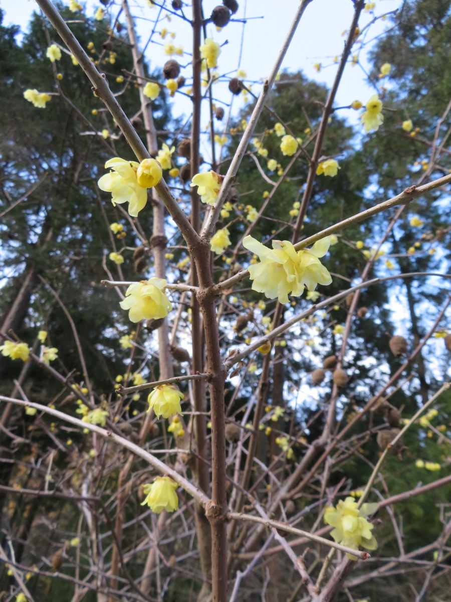 f:id:sosaian:20210206165938j:plain