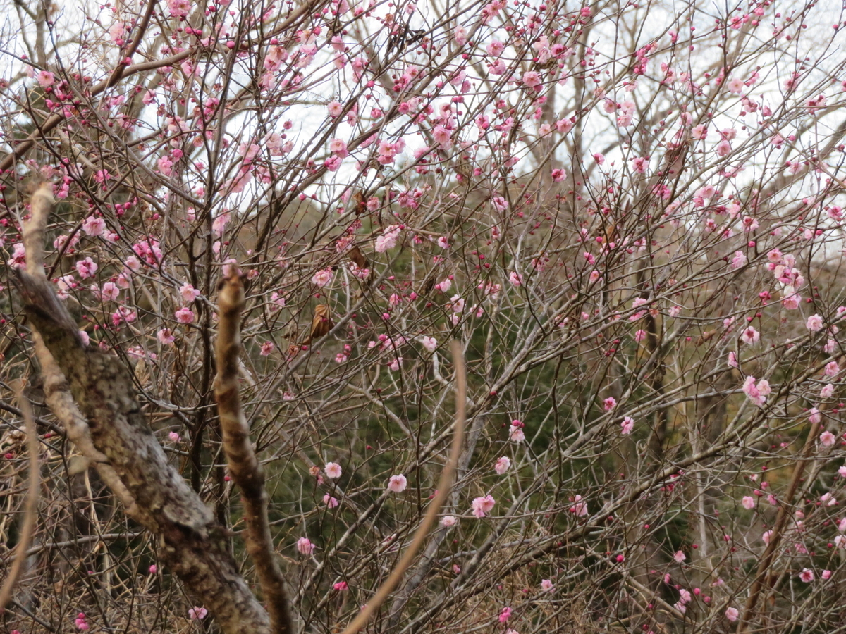 f:id:sosaian:20210206170028j:plain