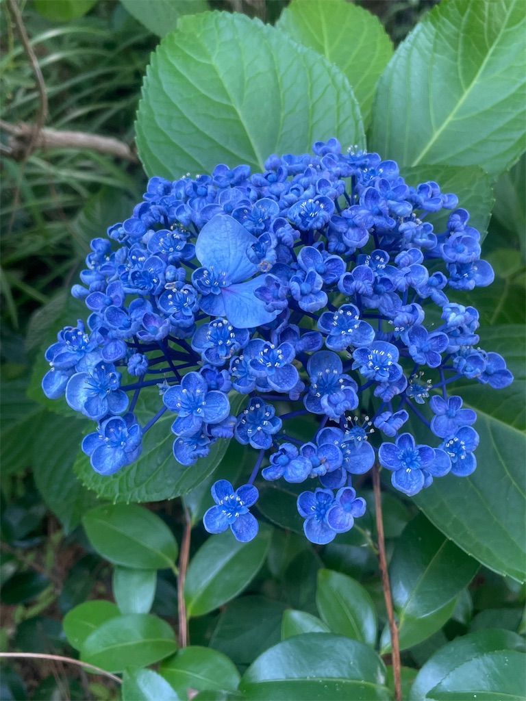 f:id:sosiga:20260614083337j:image