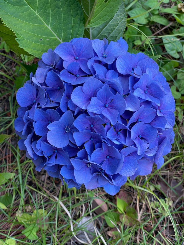 f:id:sosiga:20260614083458j:image