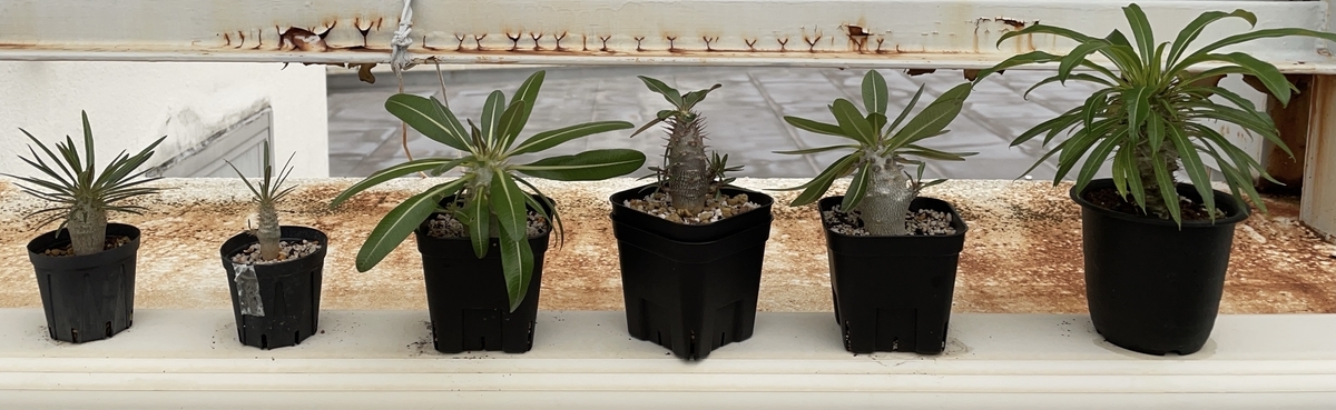 f:id:sotodeasobu:20210926231354j:plain