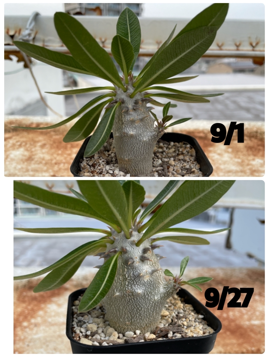 f:id:sotodeasobu:20210927223707j:plain