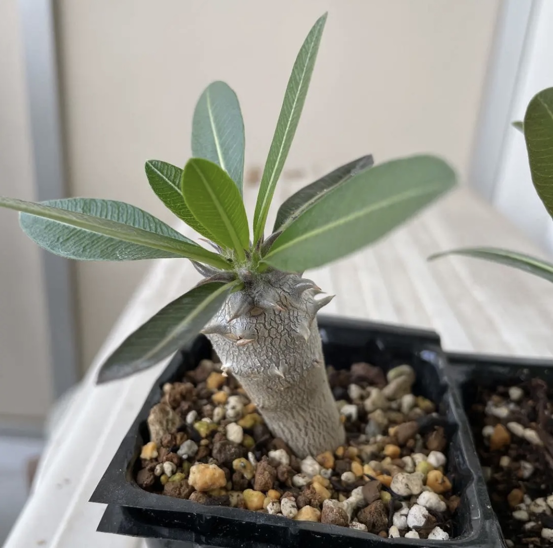 f:id:sotodeasobu:20210927223745j:plain