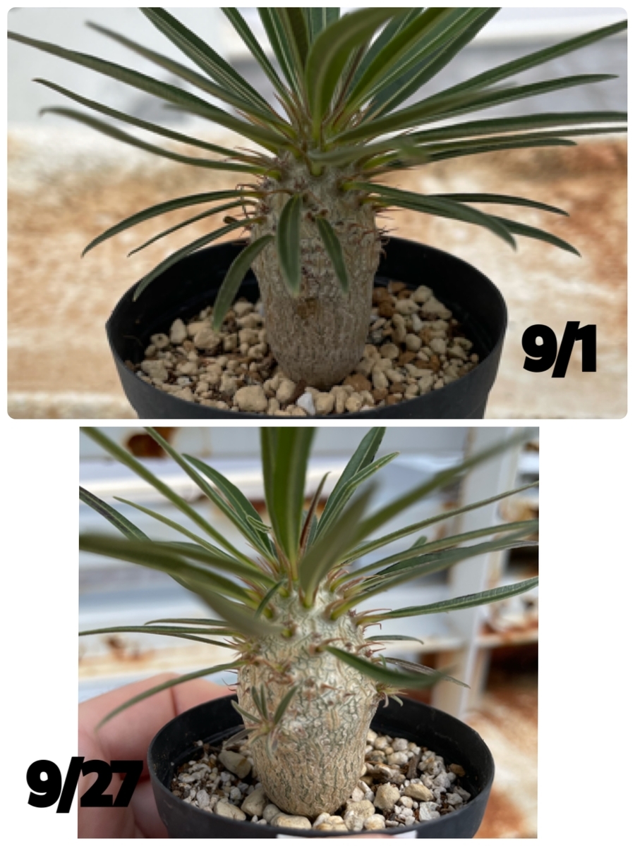 f:id:sotodeasobu:20210927224230j:plain