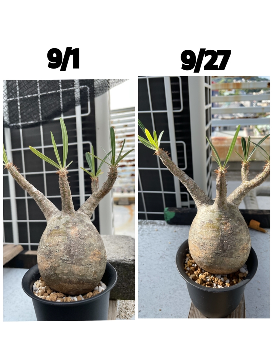 f:id:sotodeasobu:20210927224556j:plain