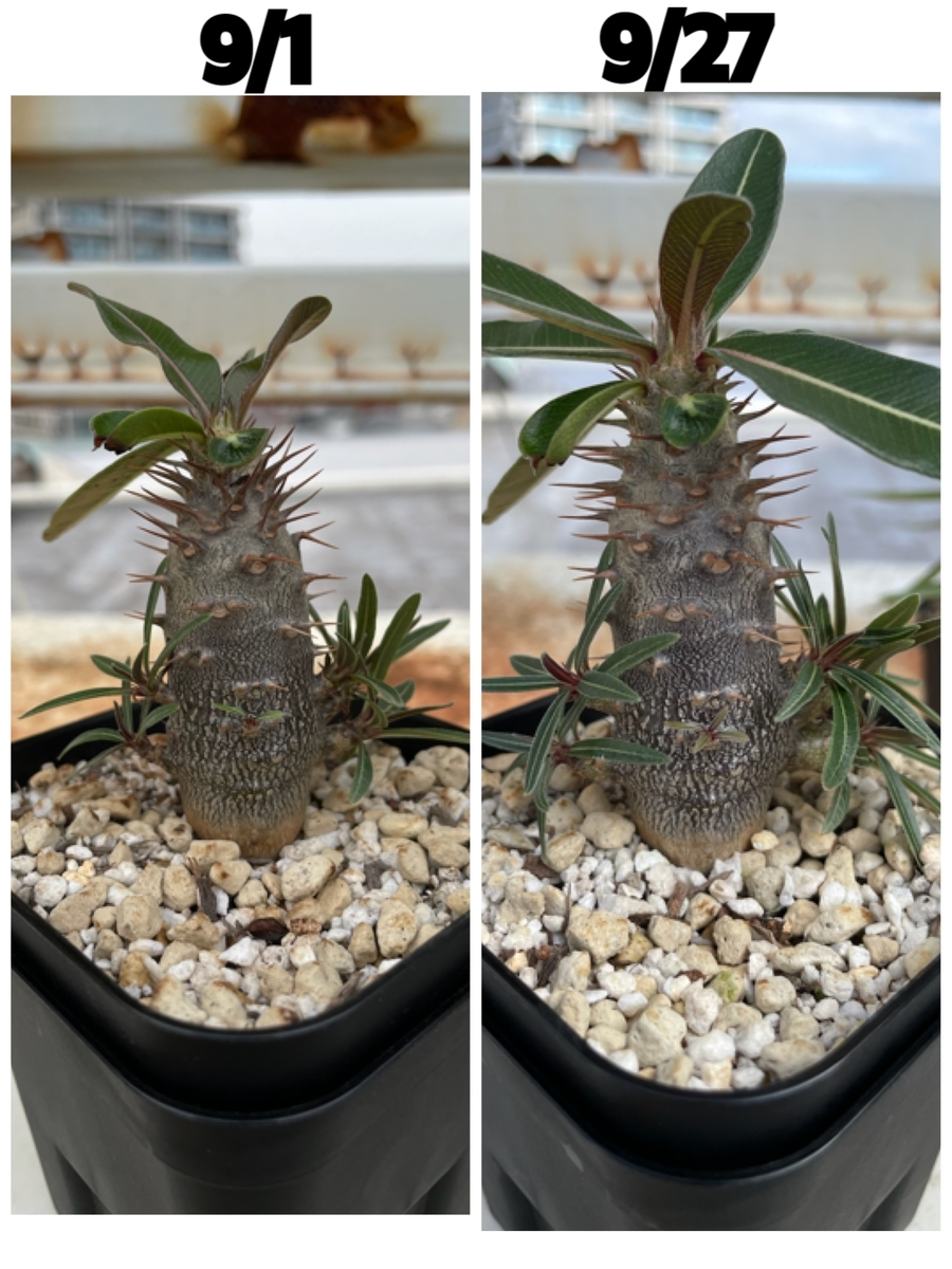 f:id:sotodeasobu:20210927224902j:plain