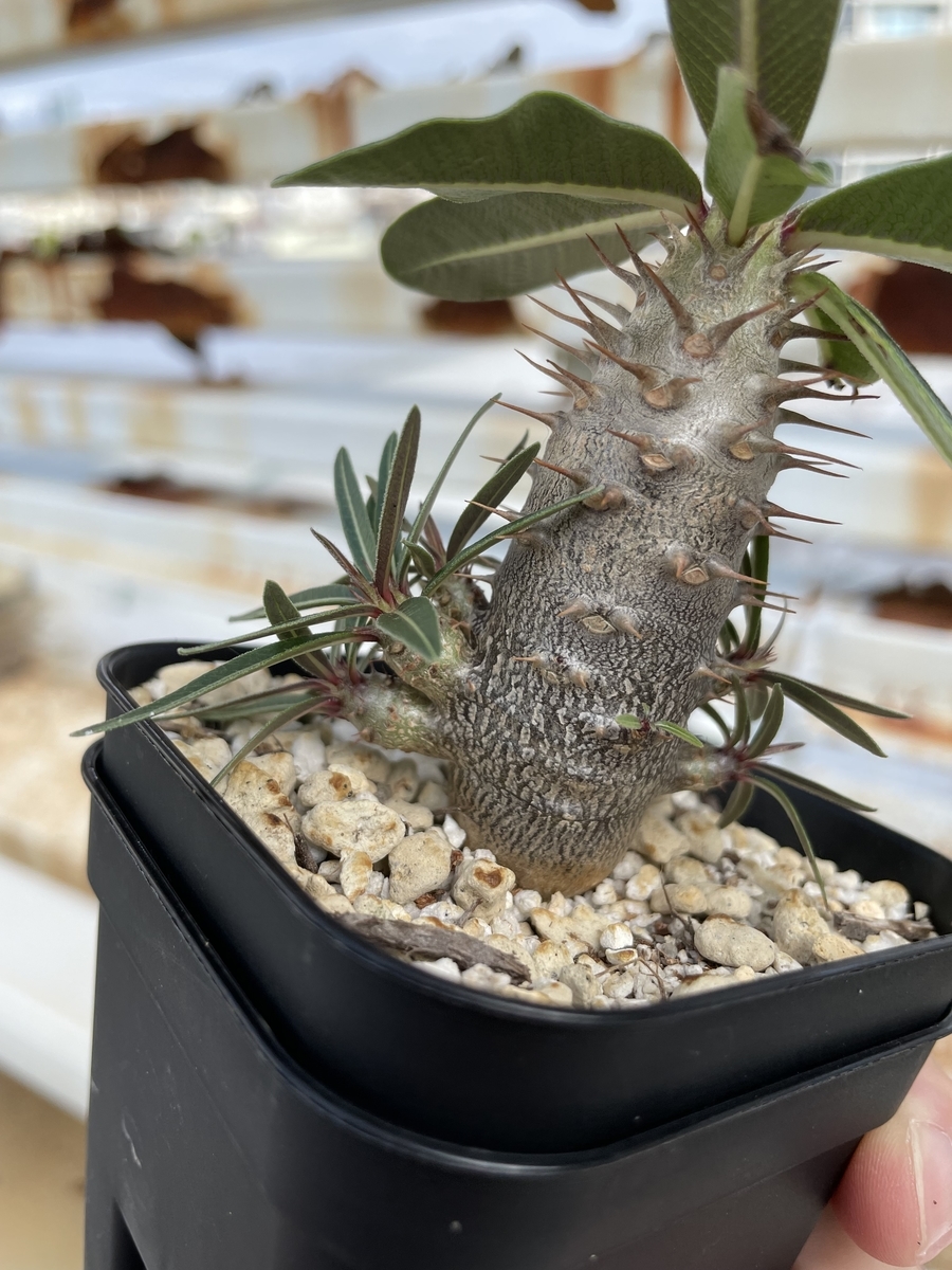 f:id:sotodeasobu:20210927225013j:plain