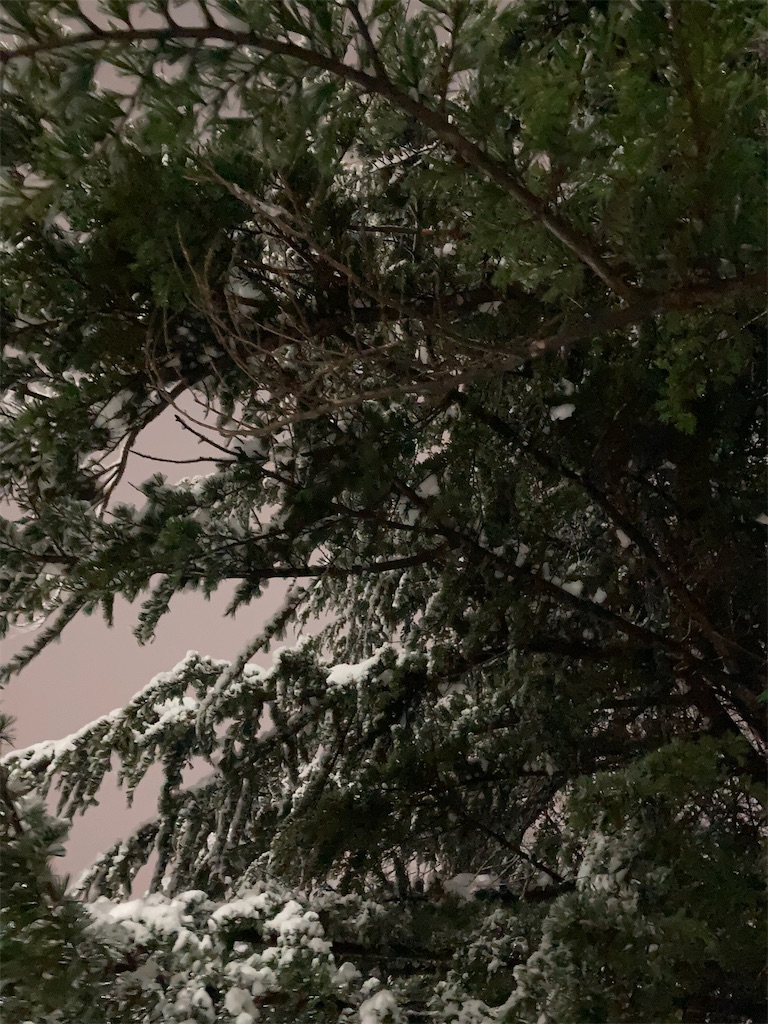 f:id:sotokuro:20241231222046j:image