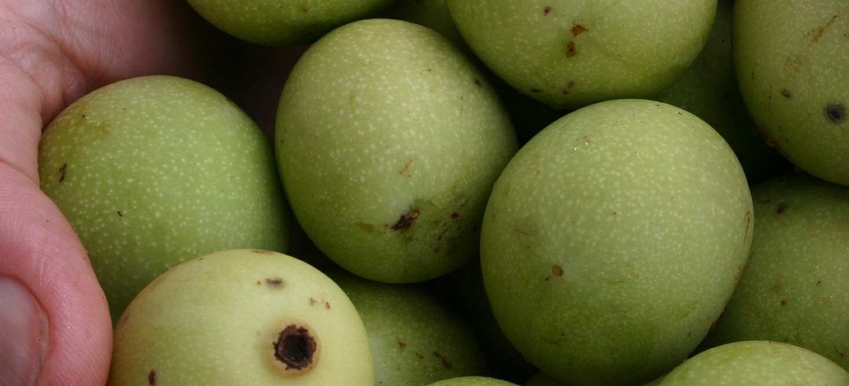 アルコールを作り出す果実 マルーラはなぜ輸入禁止に 映画に逃げた