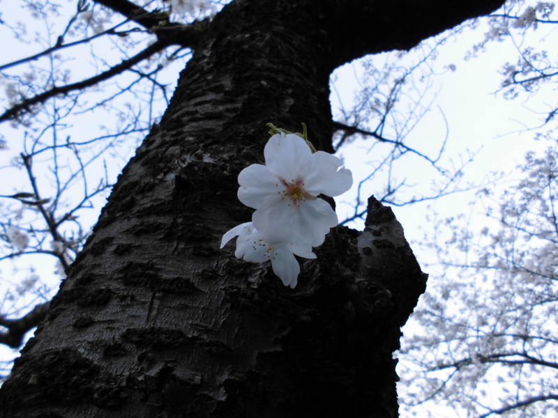 f:id:sou:20120408151904j:image