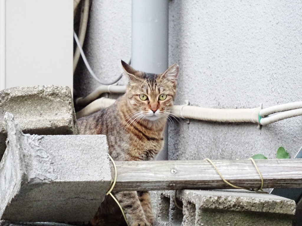 f:id:sou:20160911175730j:plain