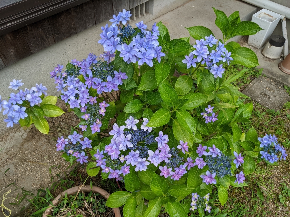 f:id:soubakitarou:20210714031122j:plain