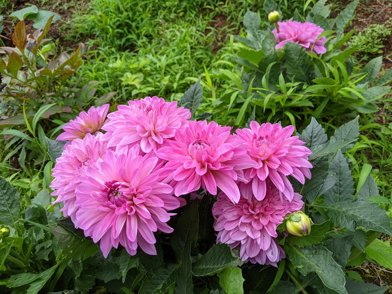 f:id:soubakitarou:20210718002711j:plain