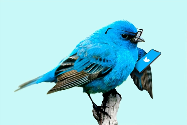 サイドバーにTwitterタイムラインを埋め込む