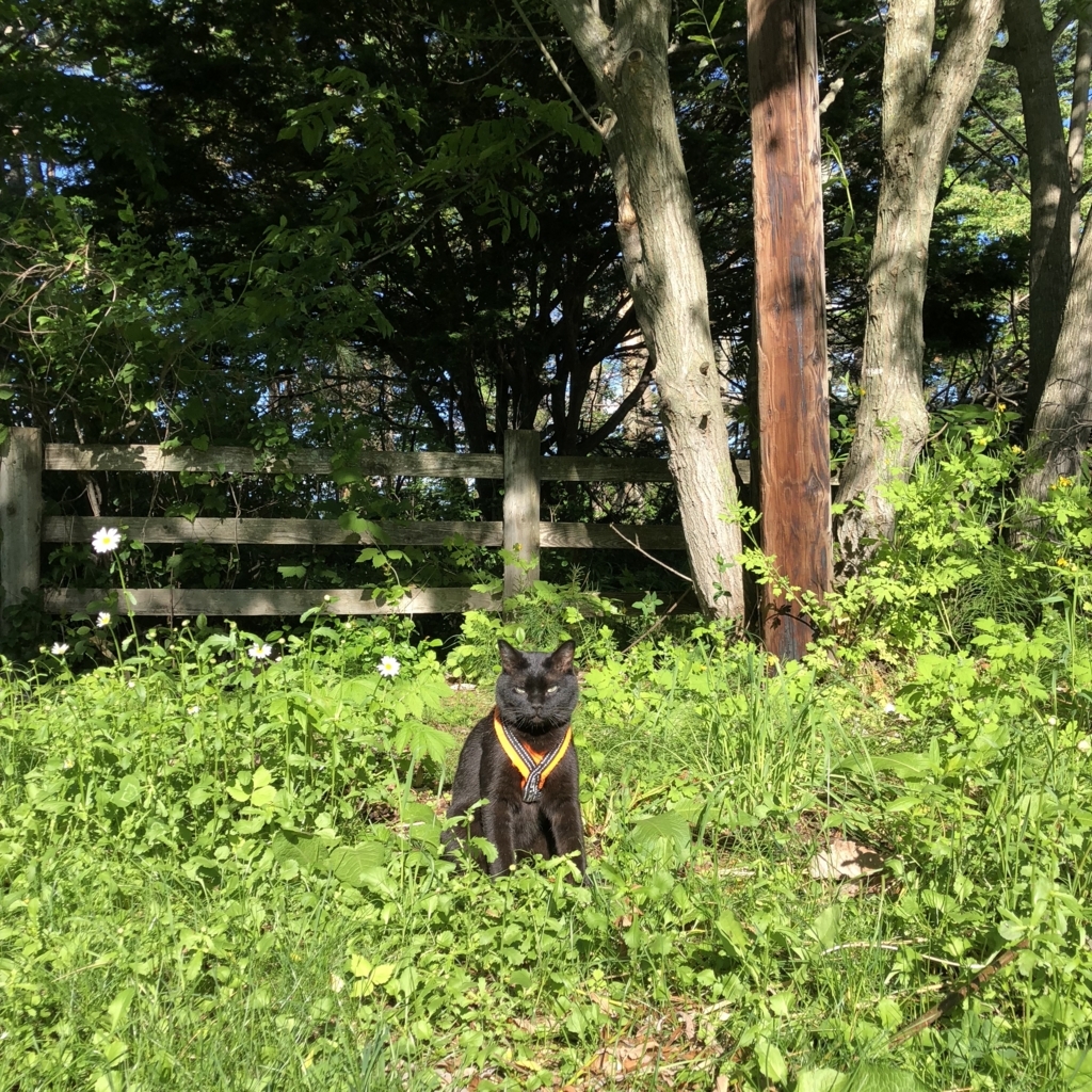 f:id:souldance225:20180614110121j:plain