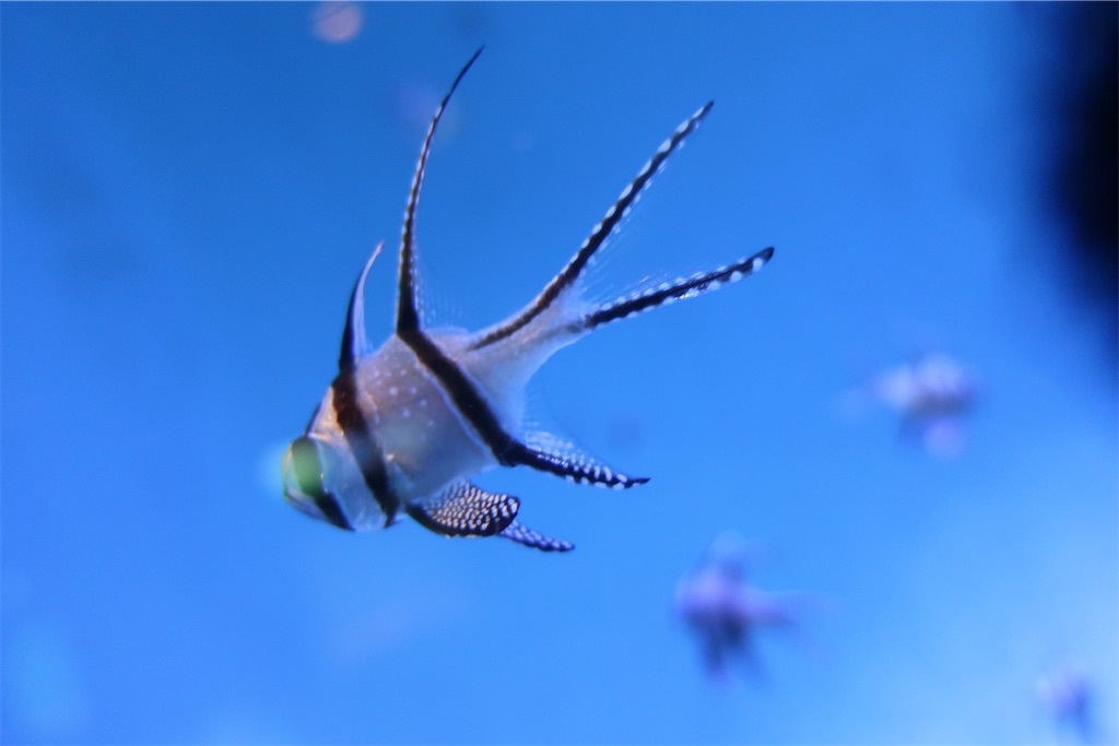 f:id:souljem:20210320032457j:image f:id:souljem:20210320032457j:image