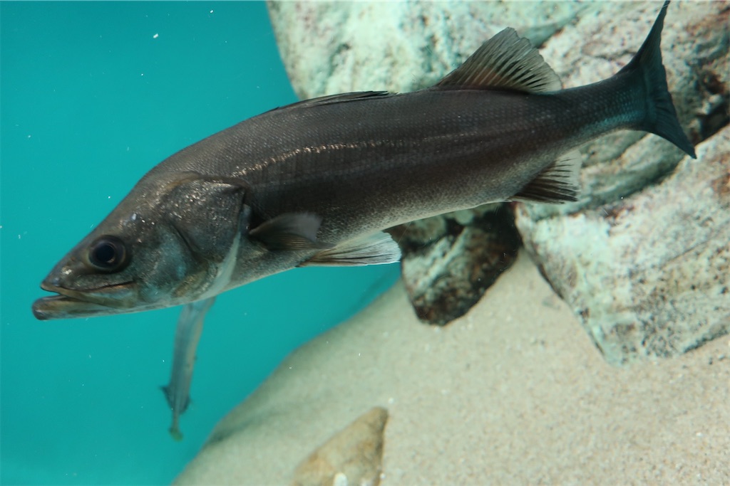 f:id:souljem:20210323040246j:image f:id:souljem:20210323040246j:image