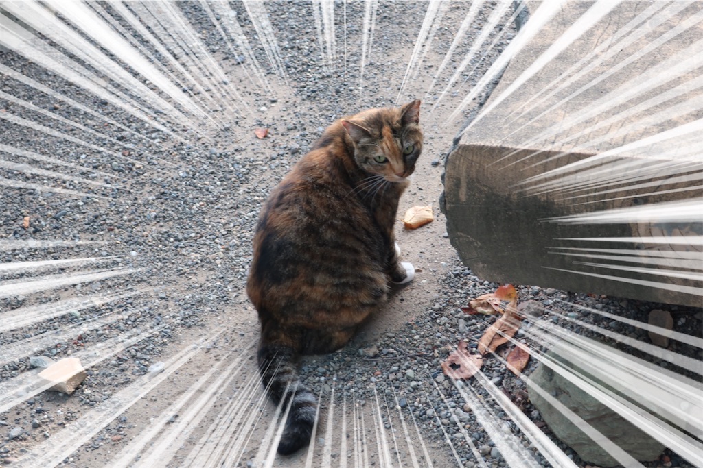 f:id:souljem:20241120122010j:image