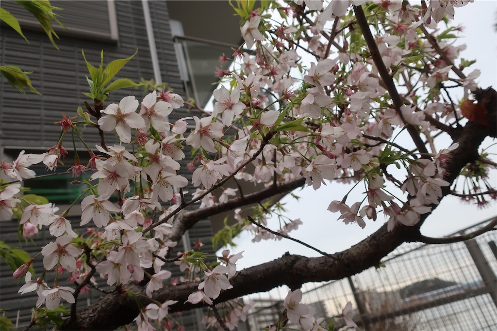 f:id:souljem:20250513171131j:image