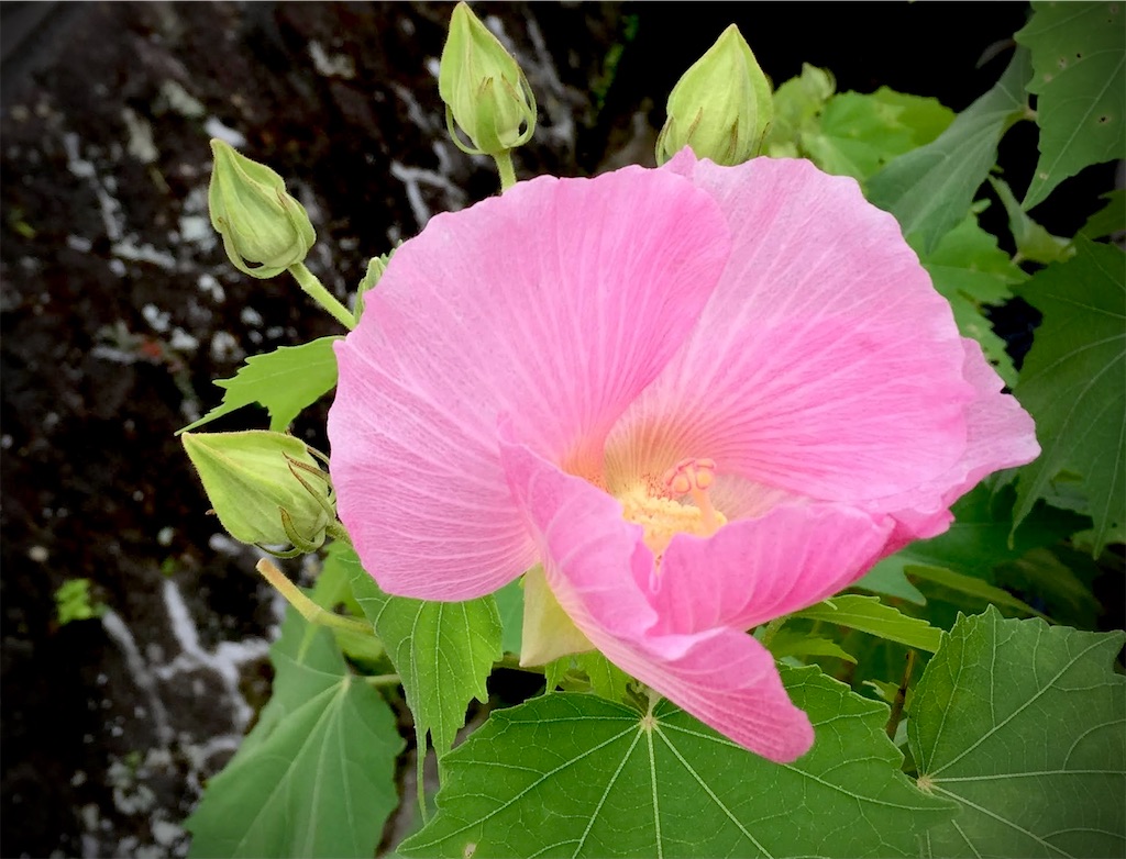 f:id:soundstep:20220906100533j:image