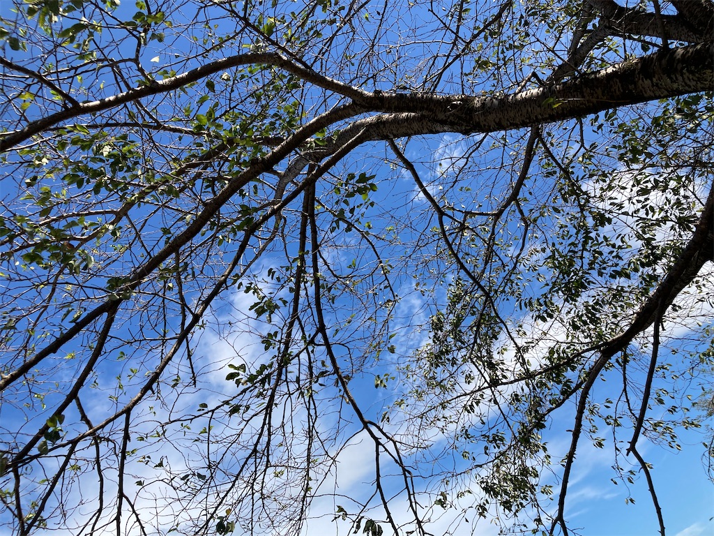 f:id:soundstep:20230829204320j:image f:id:soundstep:20230829204320j:image