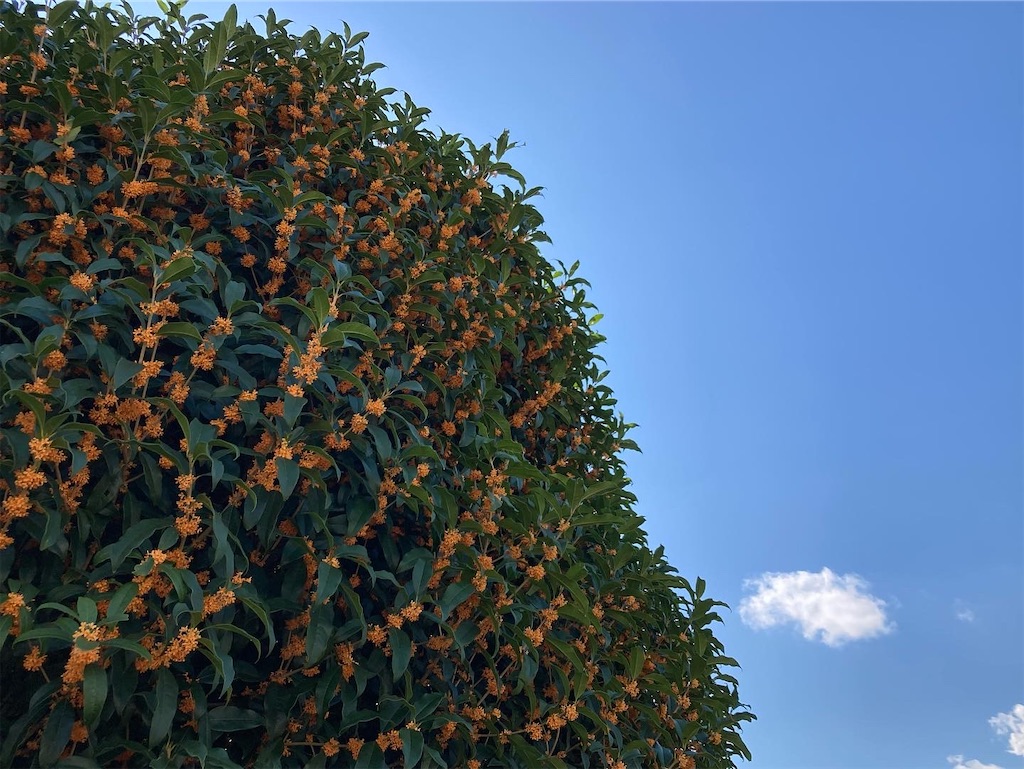 f:id:soundstep:20231017105133j:image