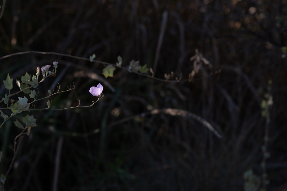 f:id:soundtraveller:20201029095001j:plain f:id:soundtraveller:20201029095001j:plain