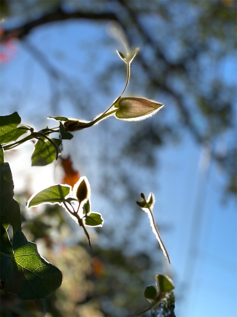 f:id:soundtraveller:20210114142658j:image f:id:soundtraveller:20210114142658j:image