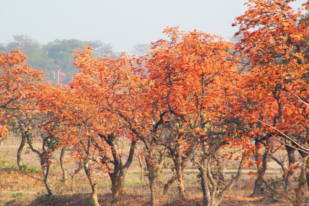 f:id:sourav002:20171110155842j:plain f:id:sourav002:20171110155842j:plain